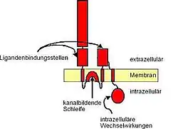 AMPA-Rezeptor