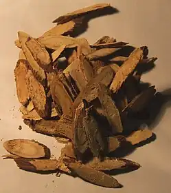Süßholzwurzel (Glycyrrhiza glabra)