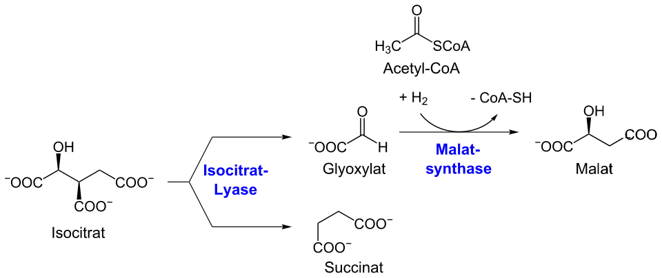 Die katalysierten Reaktionen der Isocitratlyase und Malatsynthase im Detail.