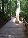 Eingebauter Baum auf dem Waldentdeckersteg
