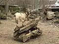 Hausziege im Streichelzoo