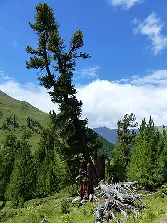 Arve im God Tamangur. Blickrichtung nach Norden, talabwärts.