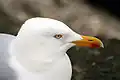 Silbermöwe