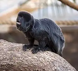 Springtamarin