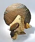 Siderit (Eisenspat)