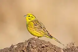 Goldammer