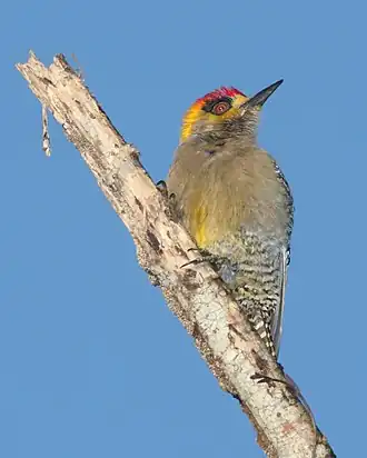 Buntkopfspecht (Melanerpes chrysogenys)