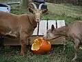 Golden Guernsey