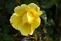 ‘Golden Showers’, Germains’ Seed u. Plant, 1958