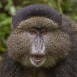Goldmeerkatze (Cercopithecus mitis kandti)