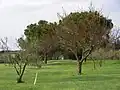 Das gut verteidigte Grün 14, der gelbe Pfahl steht auf 100 Meter.