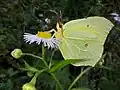 Zitronenfalter (Gonepteryx rhamni)