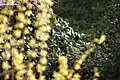 Bild 4: Bokeh bei Verwendung einer Linsenoptik (Fokus auf Hintergrund)