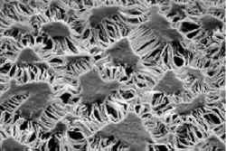 SEM-Aufnahme einer gestreckten PTFE-Membran (Gore-Tex). Größe der Inseln ca. 10 µm