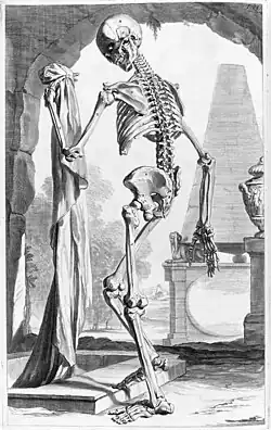 Illustration des menschlichen Skeletts