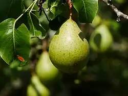 Früchte im Baum