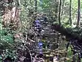 Großer Gerlachsbach kurz oberhalb vom Zufluss des Rotenbeeks bei Niedrigwasser