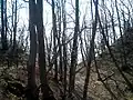 Graben im Osten der Ruine