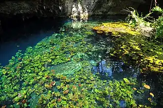 Grand Cenote Ausgangspunkt der Erforschung 1987