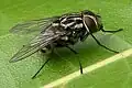 Gefleckte Hausfliege Graphomya maculata