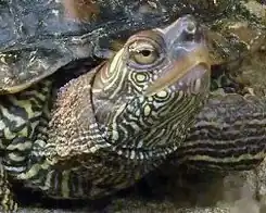 Abb.&nbsp;14 Höckerschildkröte – horizontale Zentrallinie der Augen bei Blickrichtung nach oben (selbes Individuum wie in Abb.&nbsp;13)