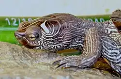 Abb.&nbsp;13 Höckerschildkröte – horizontale Zentrallinie der Augen bei Blickrichtung nach vorne