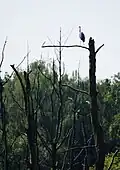 Graureiher auf totem Baum