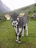 Grauviehkalb im Tiroler Pitztal