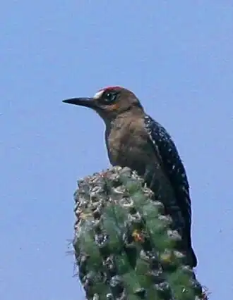 Graukehlspecht (Melanerpes hypopolius)