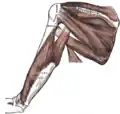 Muskeln des Schulterblatts und Triceps brachii (Ansicht von dorsal).