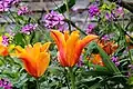 Pflanzenarrangements im Garten