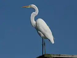 Silberreiher