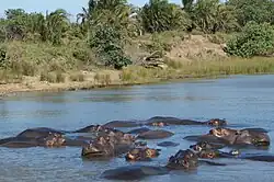 ISimangaliso-Wetland-Park. Hier leben die größten Krokodil- und Flusspferdbestände Südafrikas.
