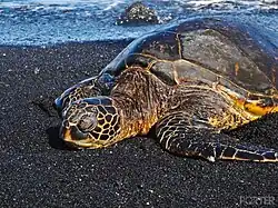 Suppenschildkröte (Bild nicht aus Timor)
