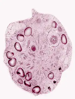 2019 Chlamydomonas nivalis