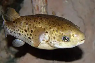 Grüner Kugelfisch