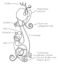 Bandförmiger Vierbeiner (Greif) als Motiv des Broa-/Osebergstils. Zaumzeugbeschlag aus vergoldeter Bronze, Fundort Broa, Gotland, Umzeichnung mit anatomischer Zuordnung.[8]