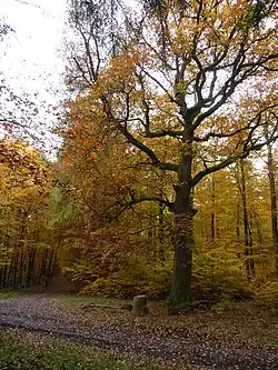 „Heul-Eiche“, links der alte direkte Höhenweg (Westfalenweg) aus dem Hinterland nach Gießen