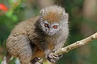 Östlicher Bambuslemur