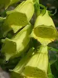 Blüten