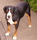 Grosser Schweizer Sennenhund