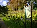 Weinanbau am Burgberg