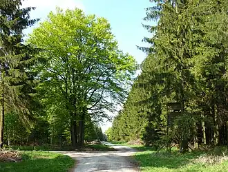 Gipfelbereich des Großen Ahrensberges mit Forstwegen