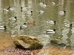Stockenten auf dem Teich