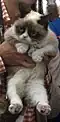 Grumpy Cat (2013)