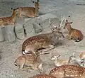 Sikahirsch
