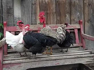 Nackthalshuhn