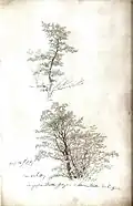 Caspar David Friedrich: Gruppe junger Bäume, 1807