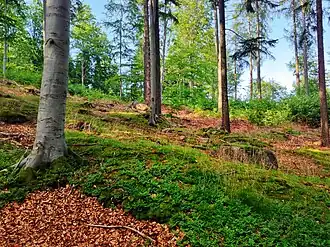 Mischwald am Hang