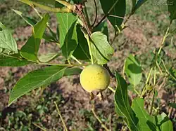 Guavira, Guabiroba